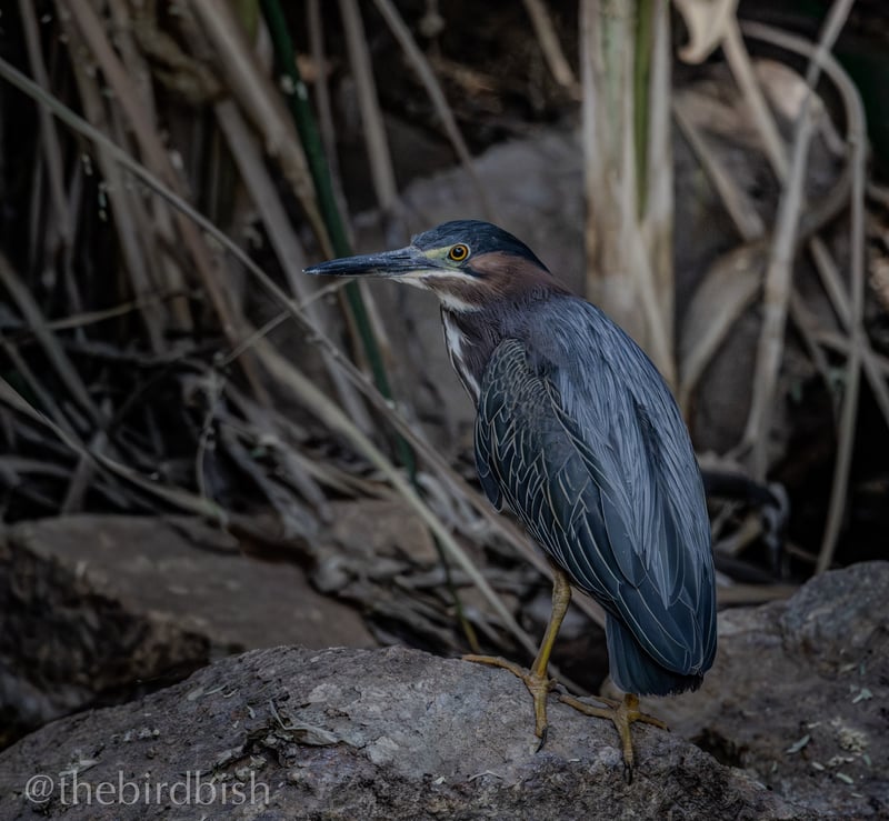 Chirp photo