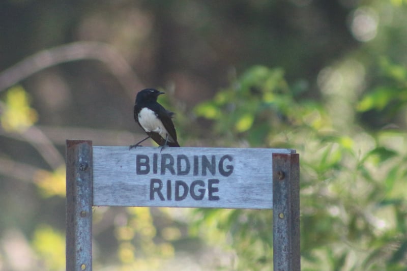 Chirp photo