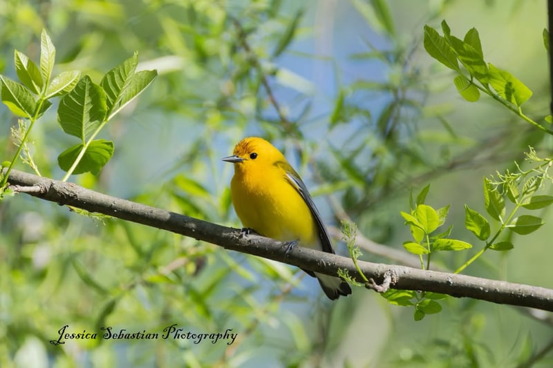 Chirp photo