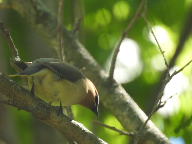Chirp photo