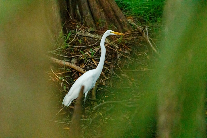 Chirp photo