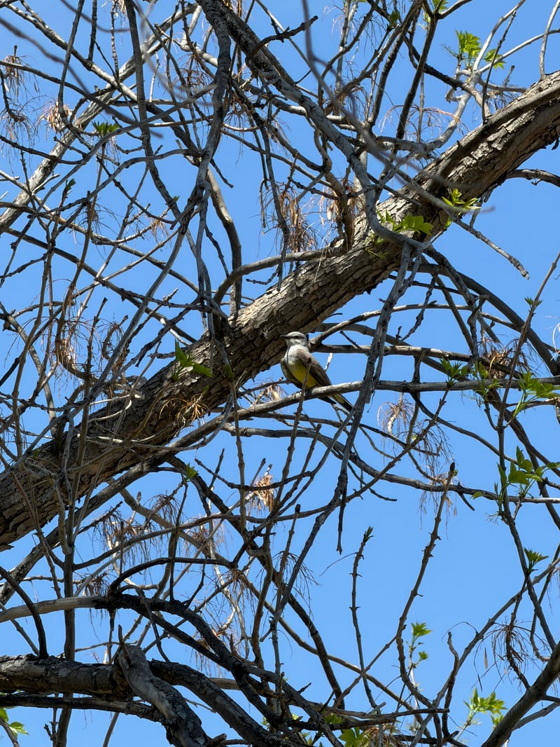 Chirp photo