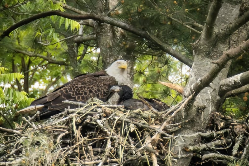 Chirp photo