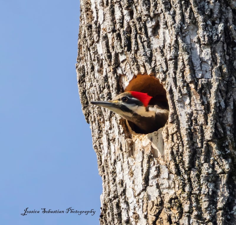Chirp photo