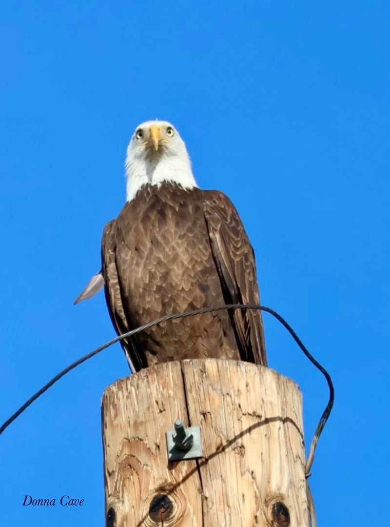 Chirp photo