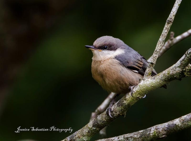Chirp photo