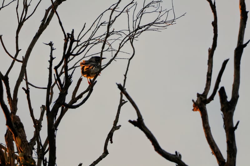 Chirp photo
