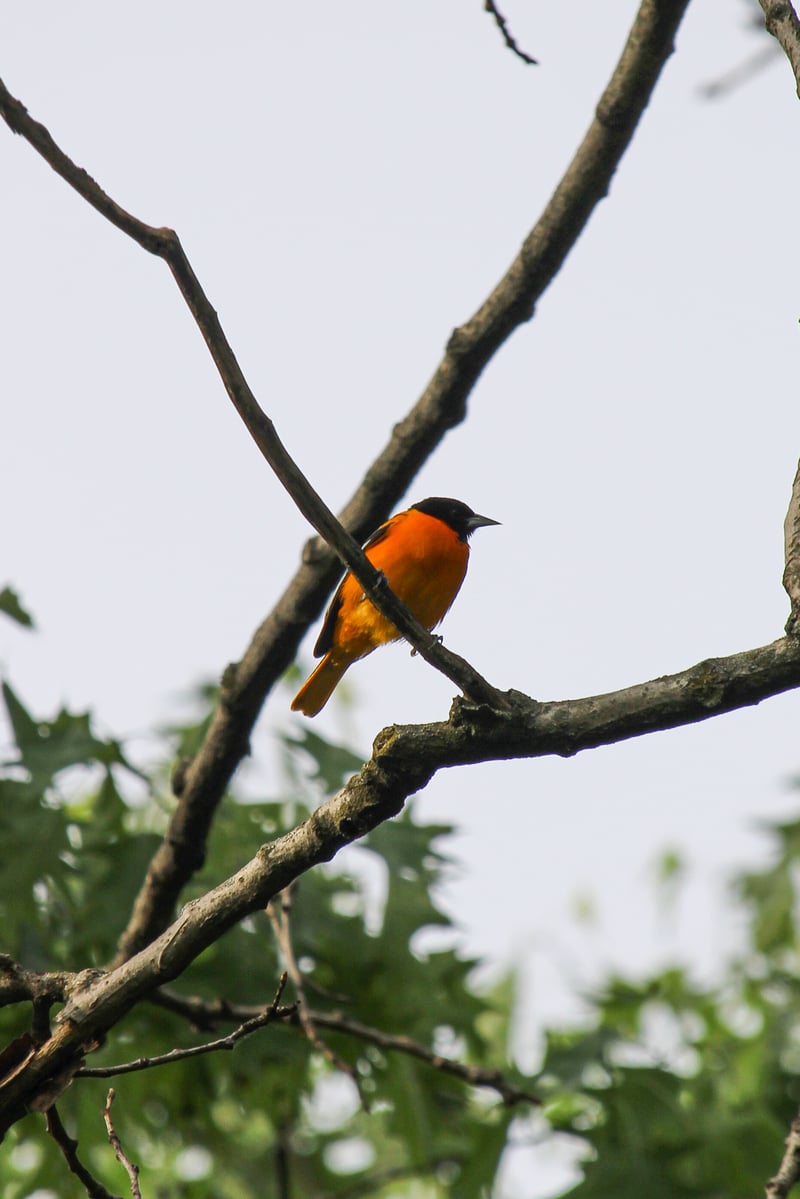 Chirp photo