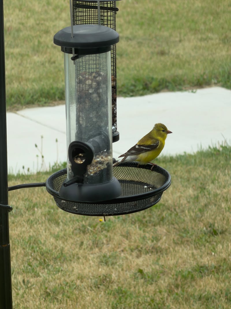 Chirp photo