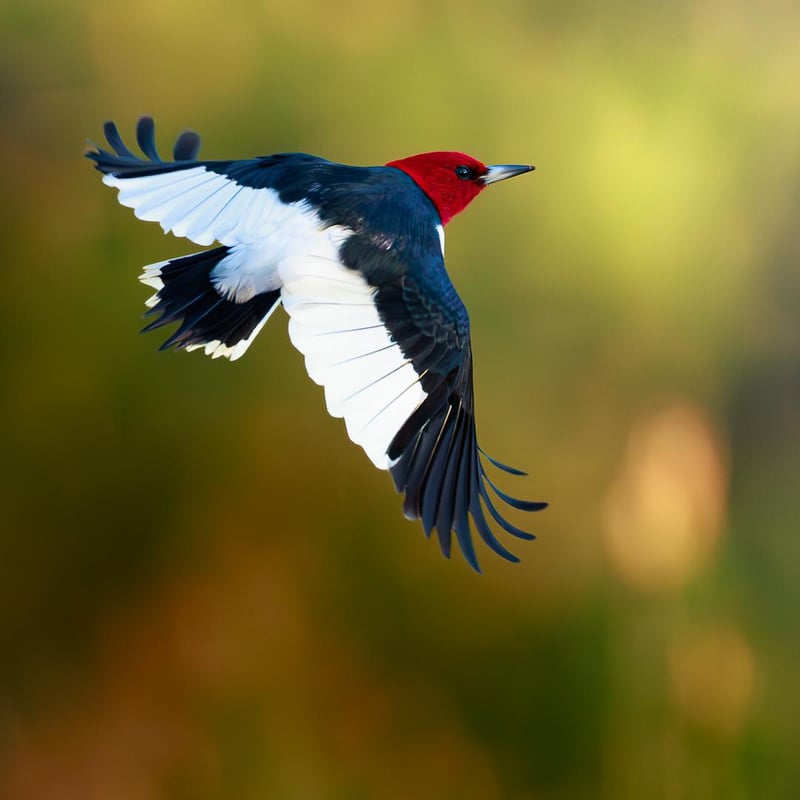 Chirp photo