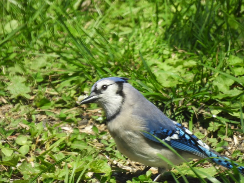 Chirp photo