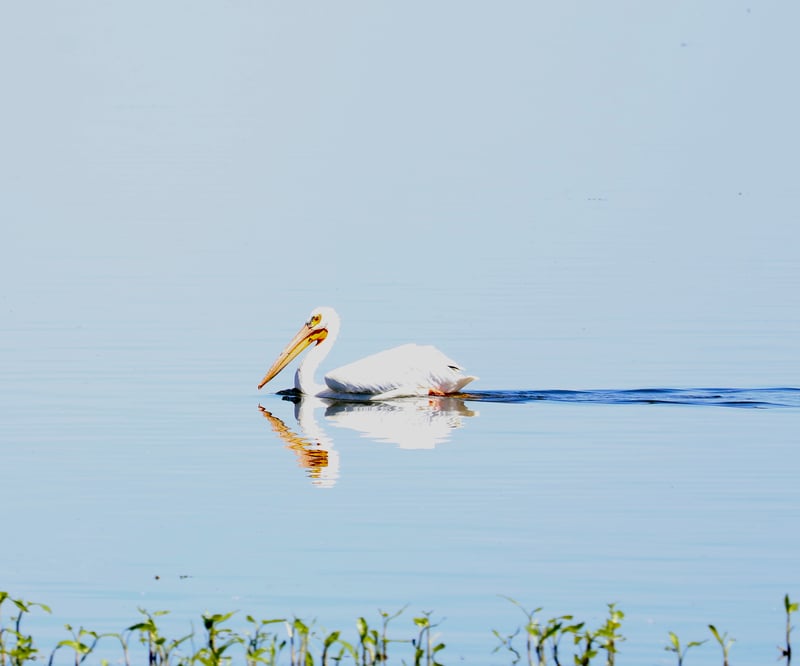 Chirp photo