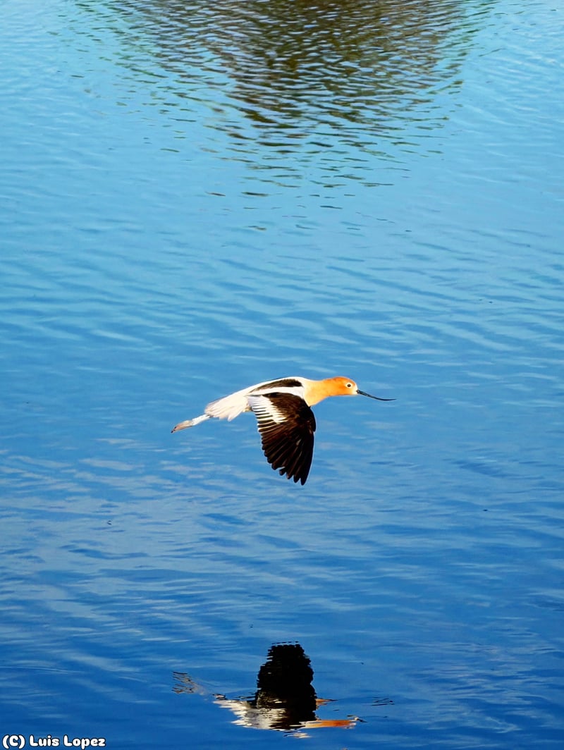 Chirp photo