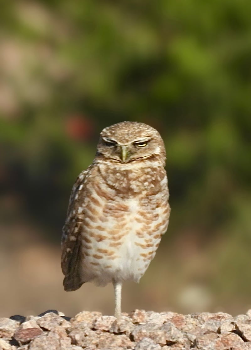 Chirp photo