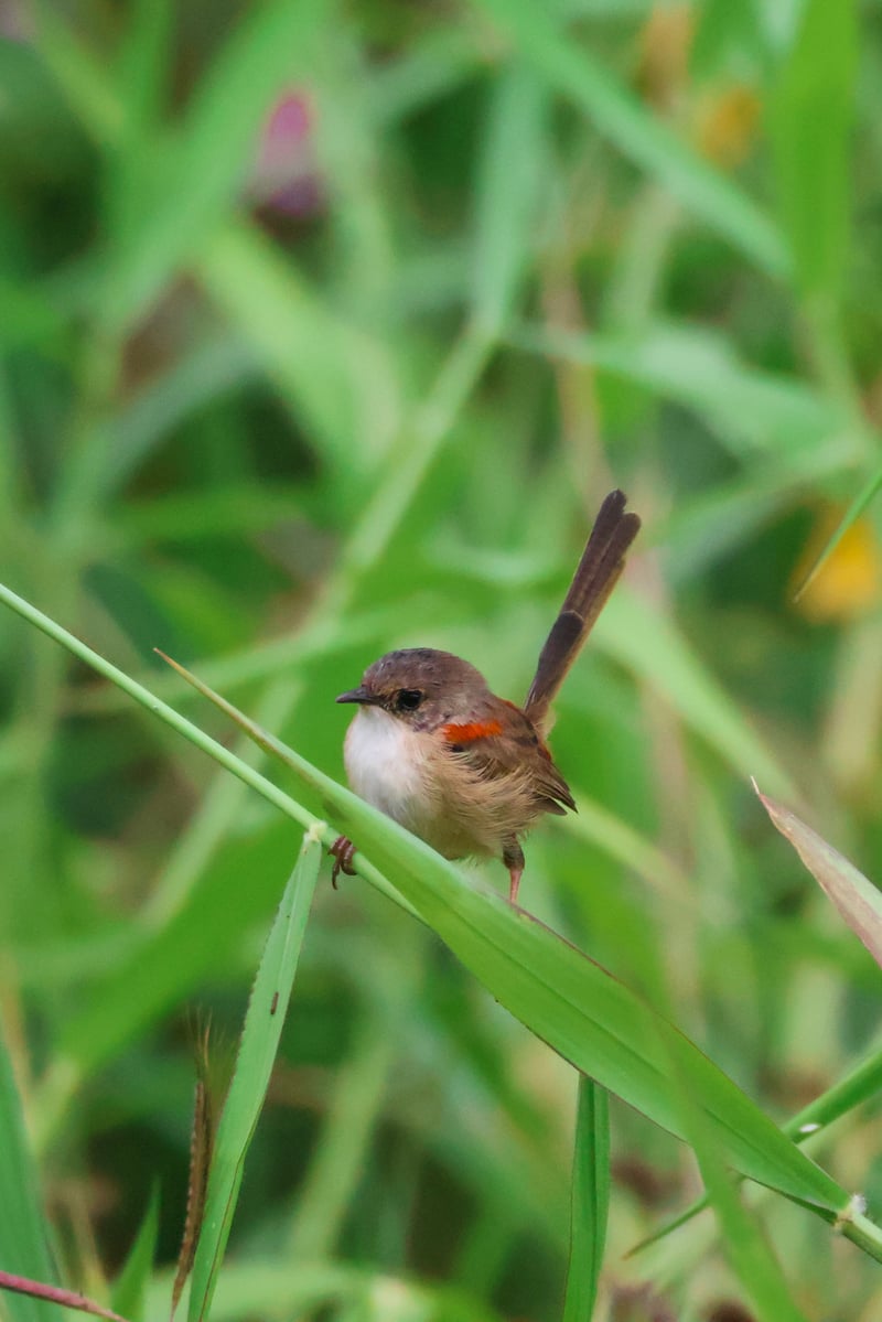 Chirp photo