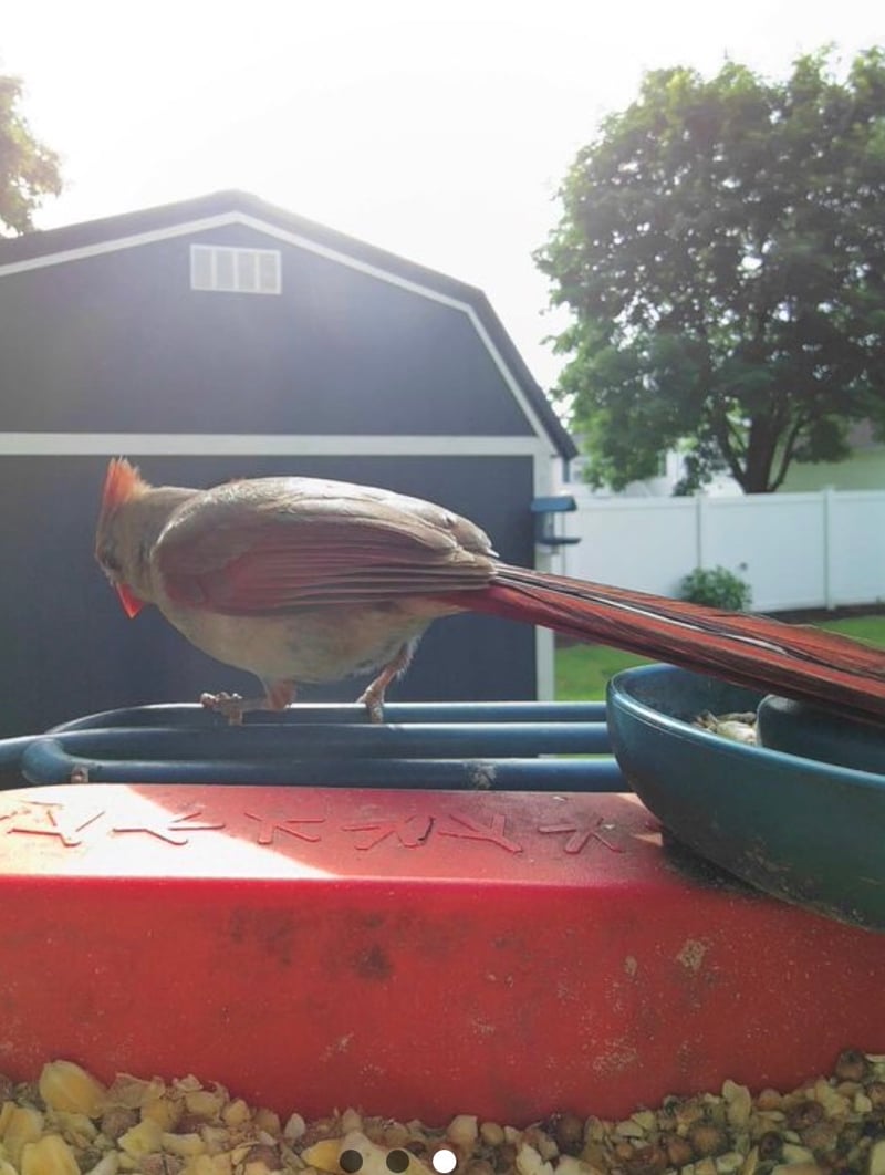 Chirp photo