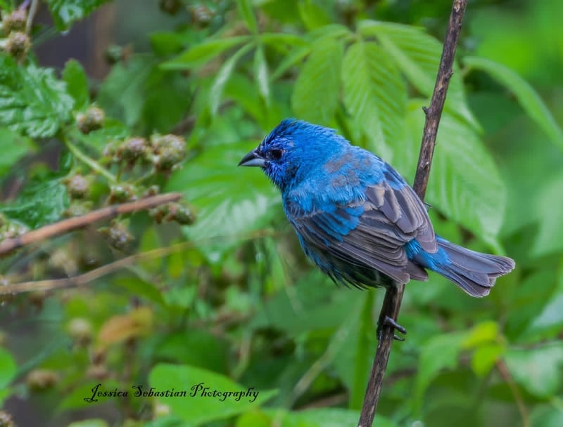 Chirp photo