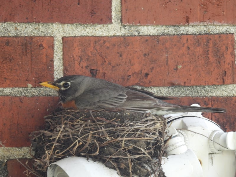 Chirp photo