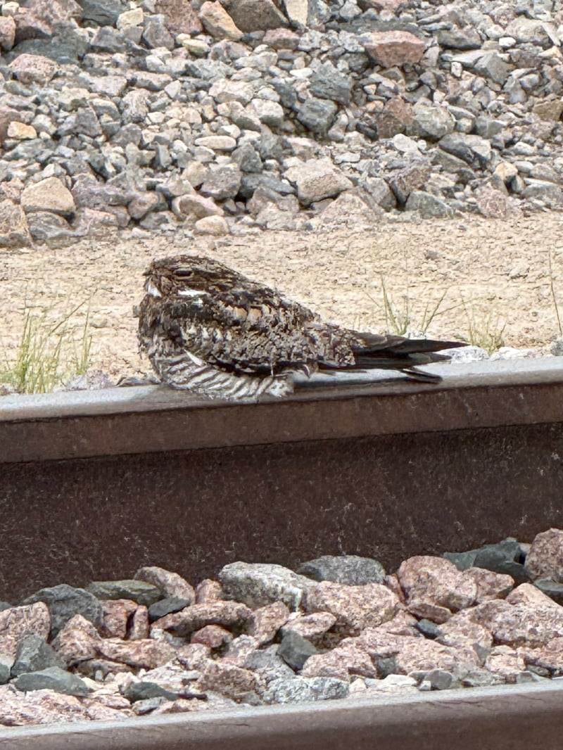 Chirp photo