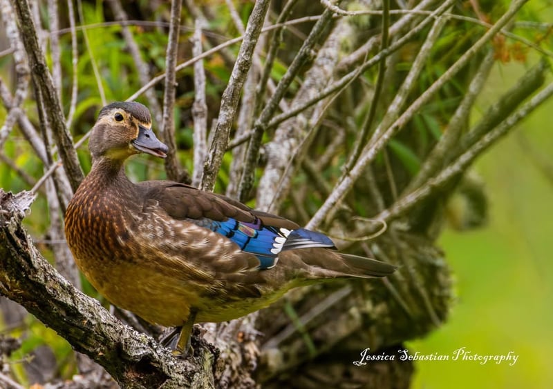 Chirp photo
