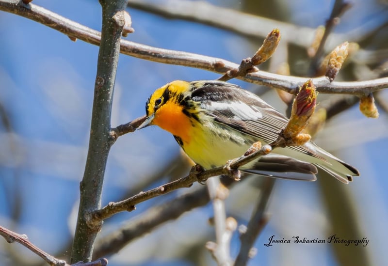 Chirp photo