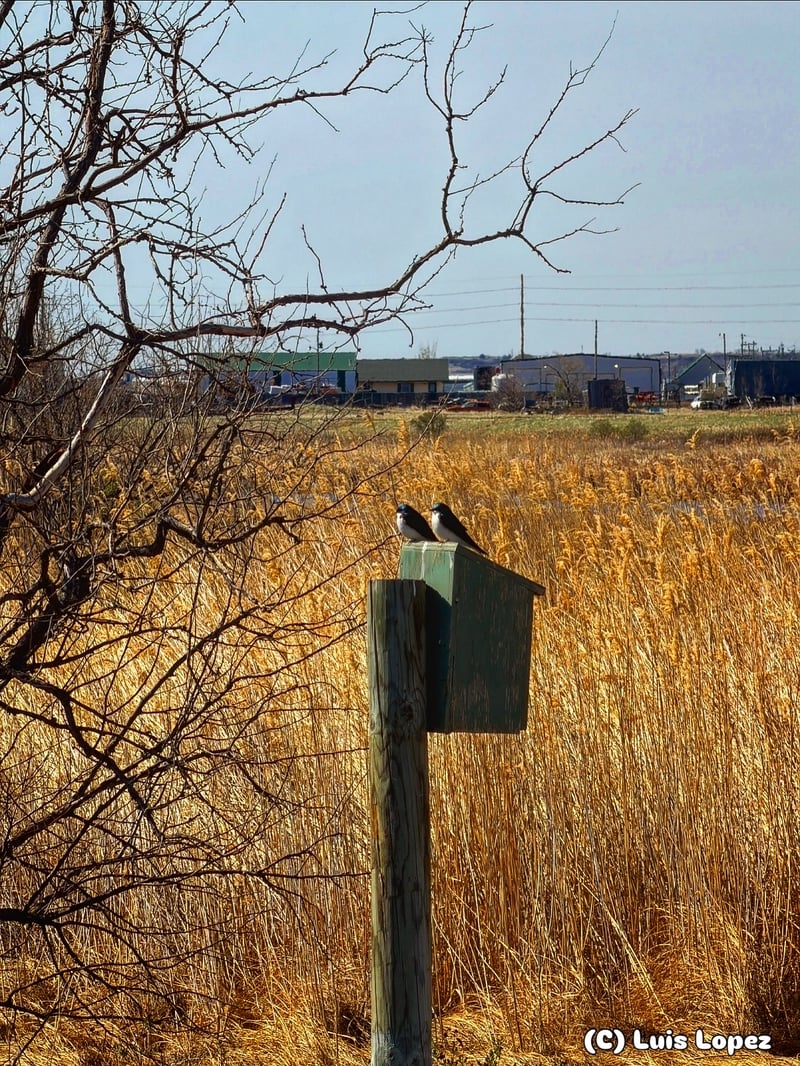 Chirp photo