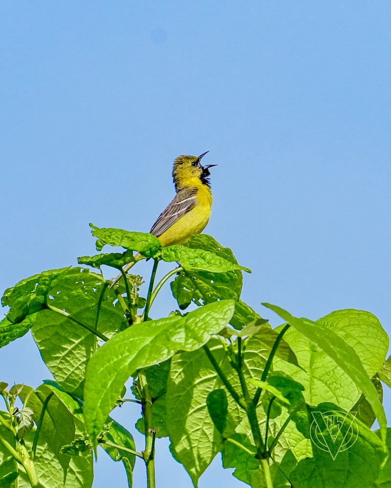 Chirp photo