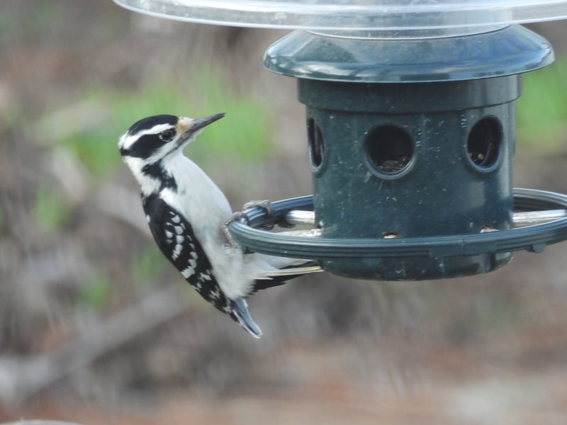 Chirp photo