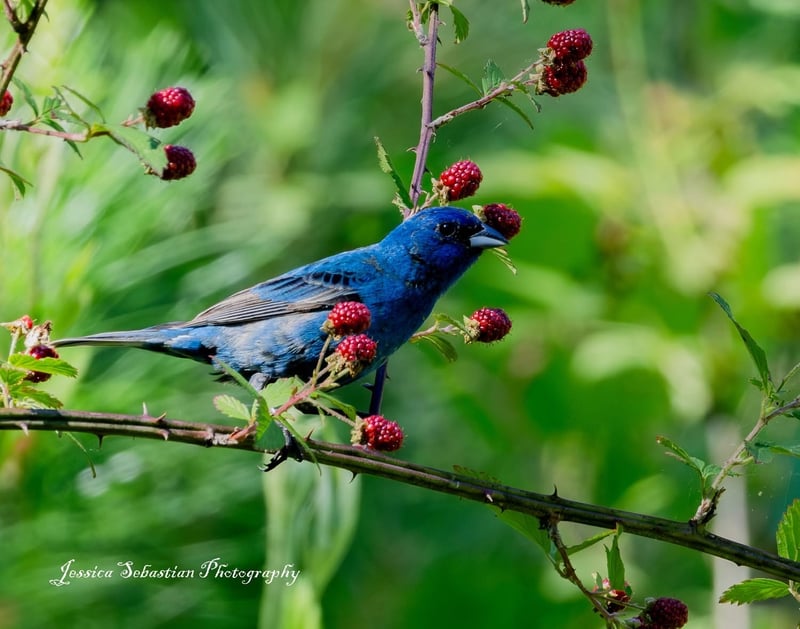 Chirp photo