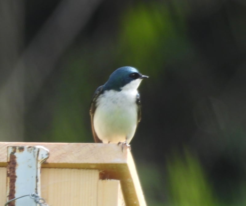 Chirp photo
