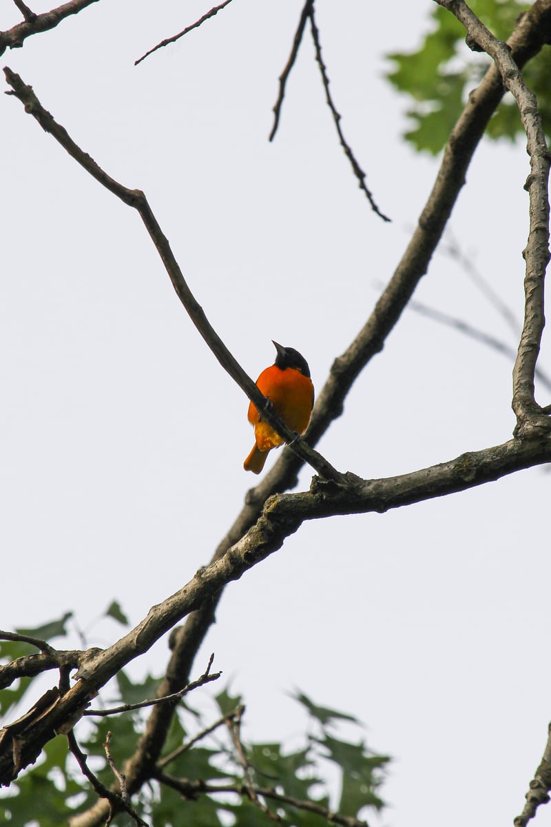 Chirp photo