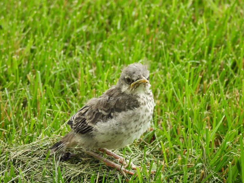 Chirp photo