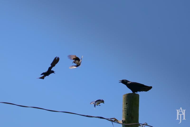 Chirp photo
