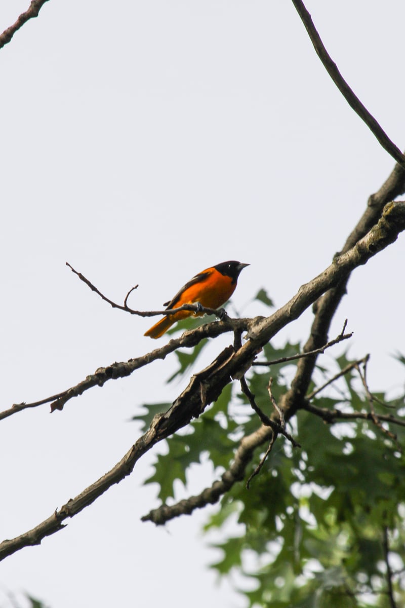 Chirp photo