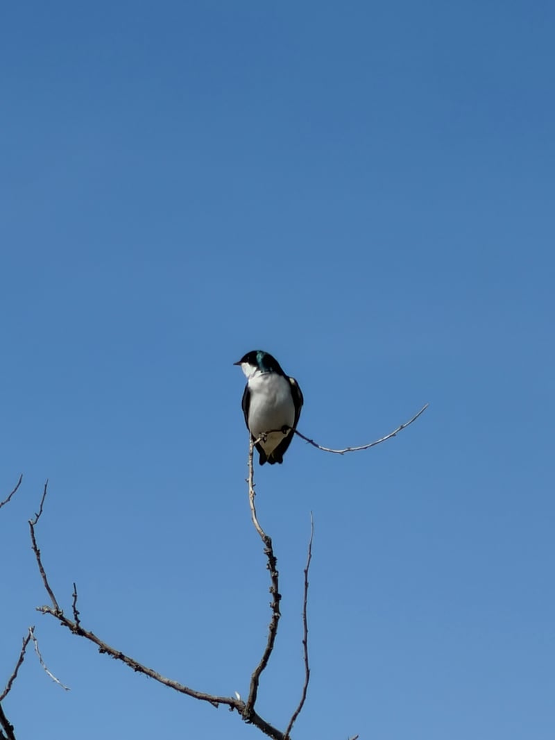 Chirp photo