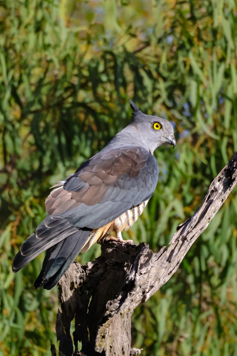 Chirp photo