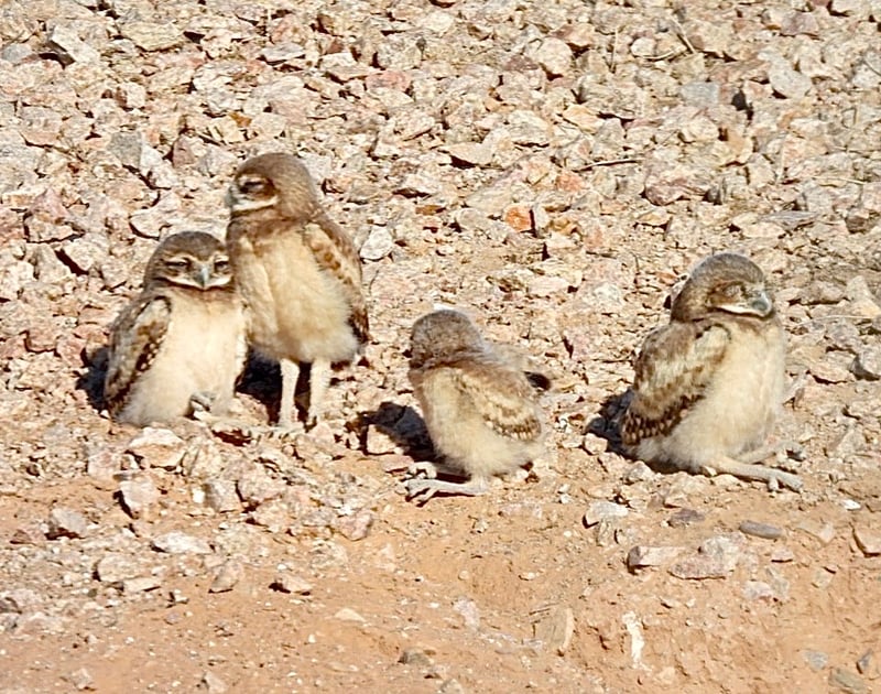 Chirp photo