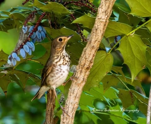 Chirp photo