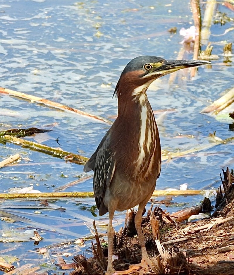 Chirp photo
