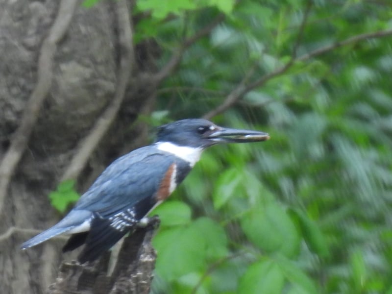 Belted Kingfisher