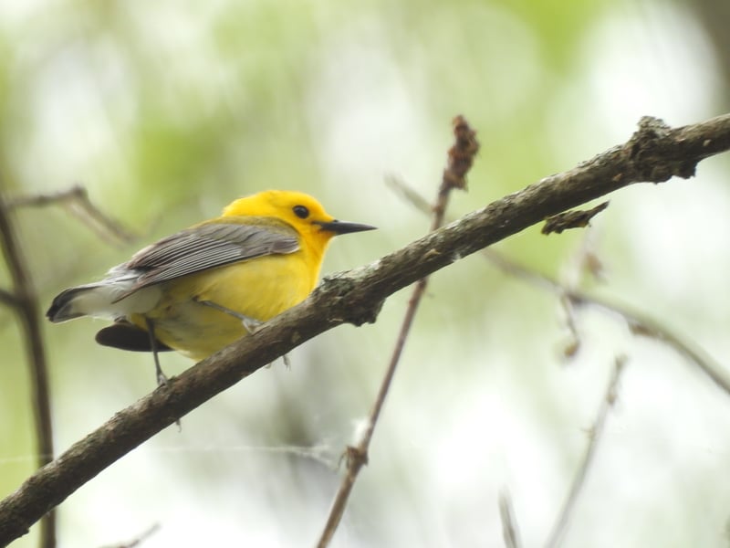 Chirp photo