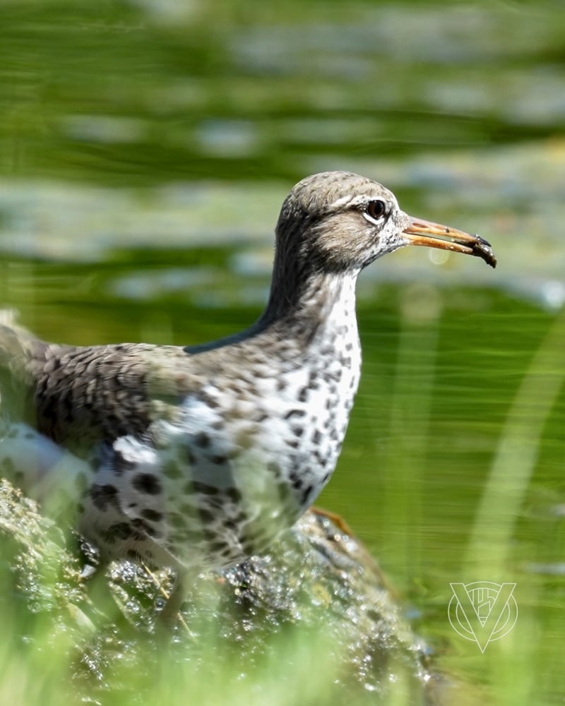Chirp photo