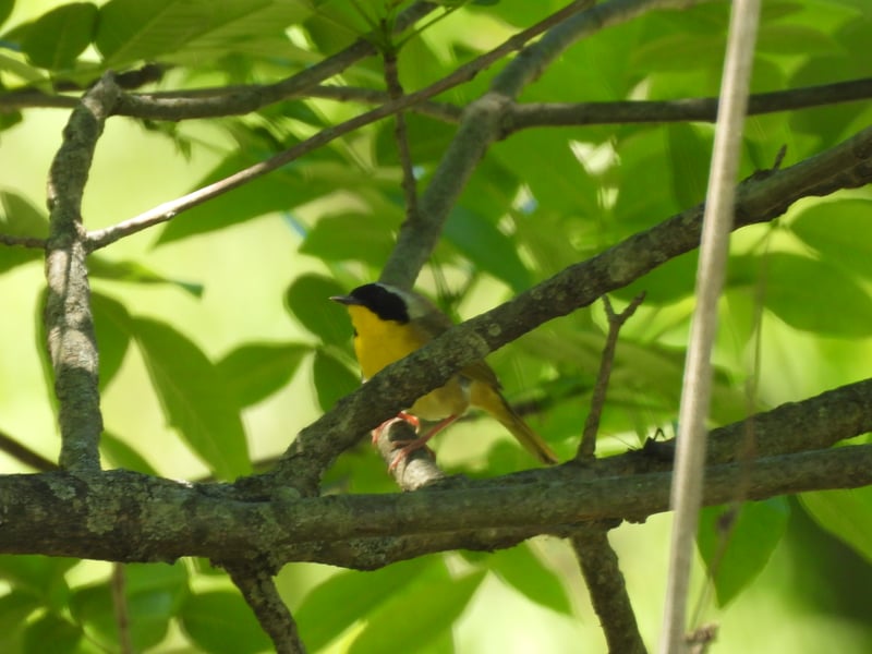 Chirp photo