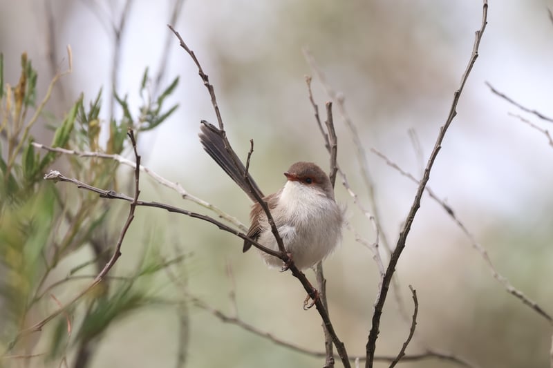 Chirp photo
