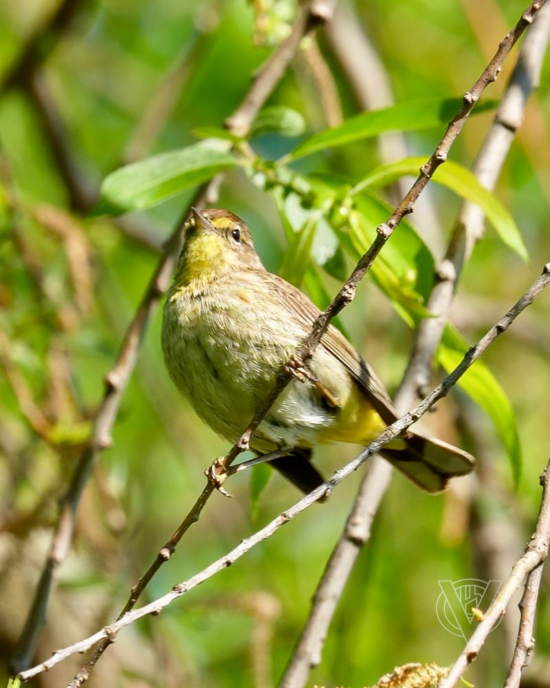Chirp photo