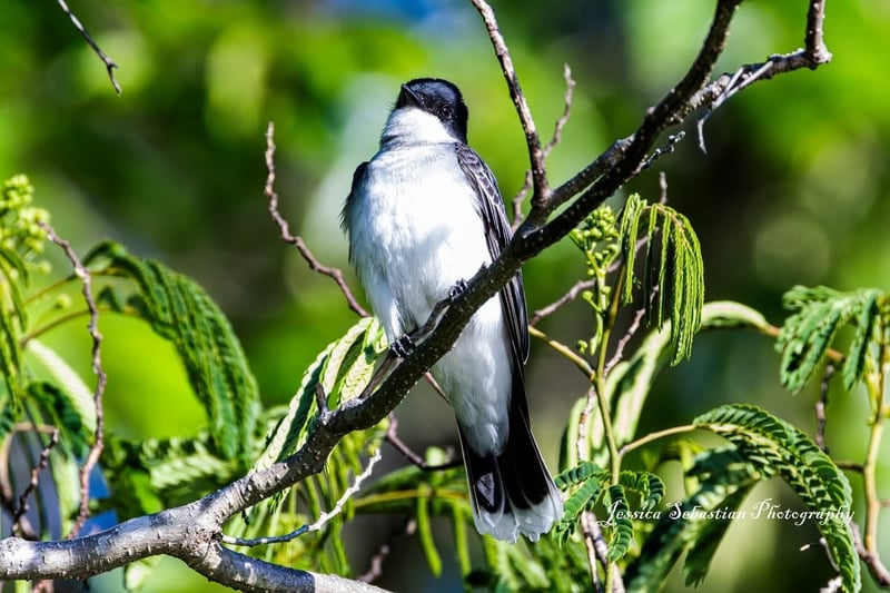 Chirp photo