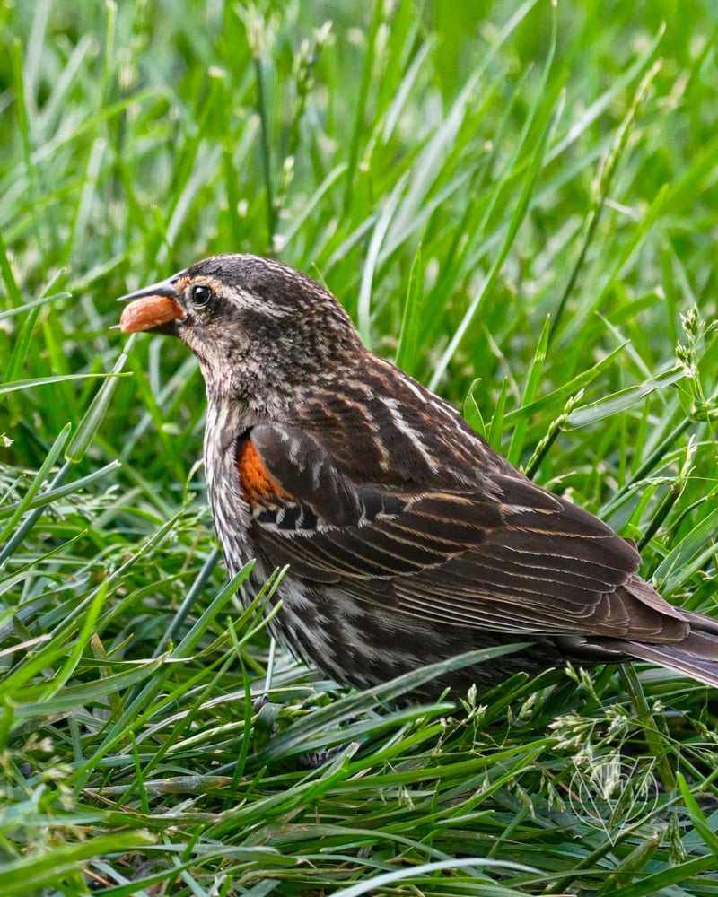 Chirp photo