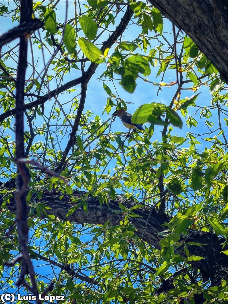 Chirp photo