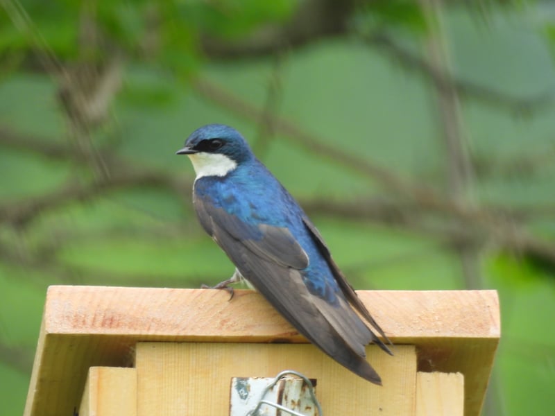 Chirp photo