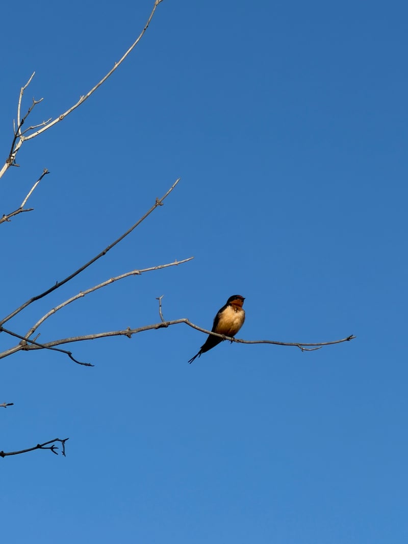 Chirp photo